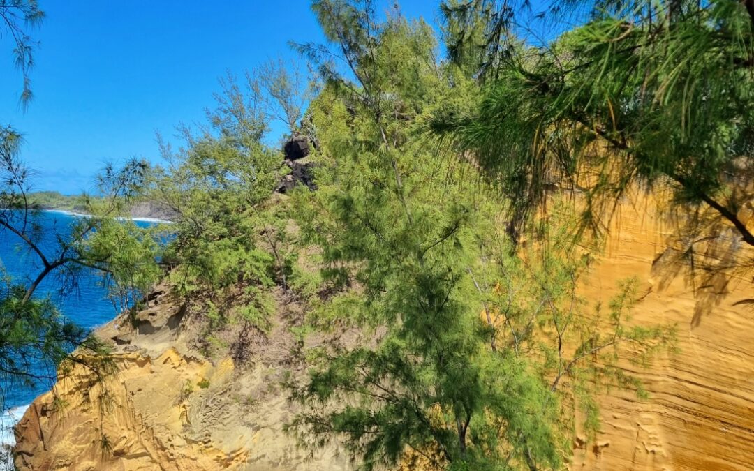 Le Cap Jaune : une randonnée incontournable dans le Sud Sauvage de La Réunion